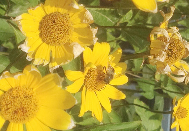Yellow daisy-like flowers with a bee on one of them