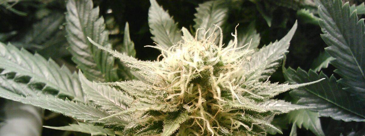 Close-up of a cannabis plant bud with serrated leaves