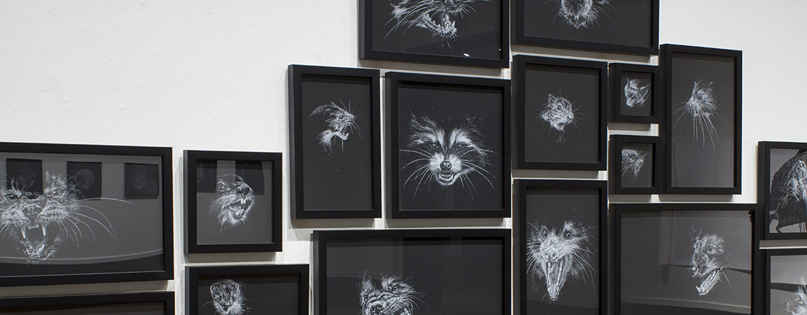 A wall of framed black and white drawings of snarling animal faces in a gallery