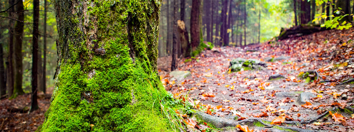 NUAAB trail donation page header